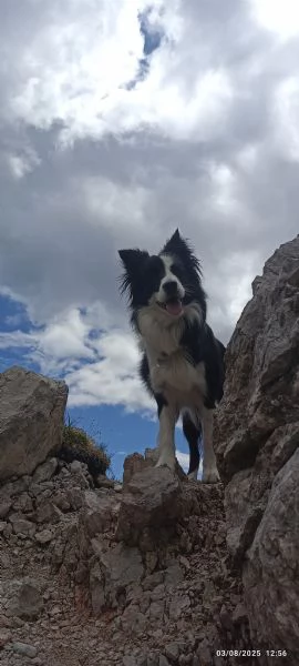 Cuccioli Border Colli con pedigree nati in famiglia | Foto 1