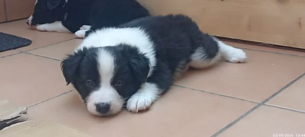 Cuccioli Border Colli con pedigree nati in famiglia | Foto 0