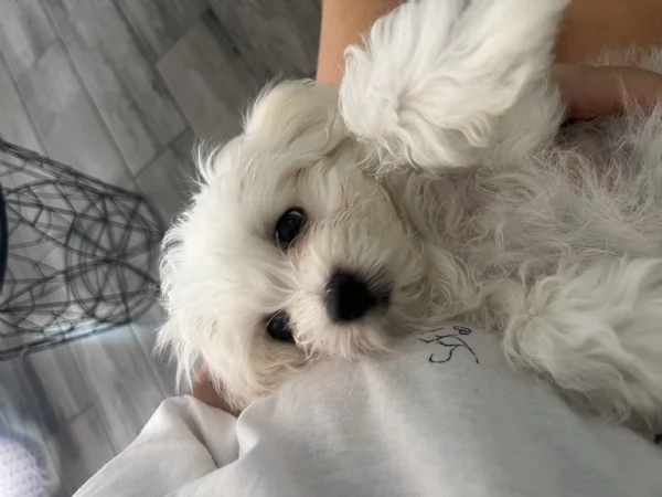 Maltese cucciola di 3 mesi – Provincia di Como
