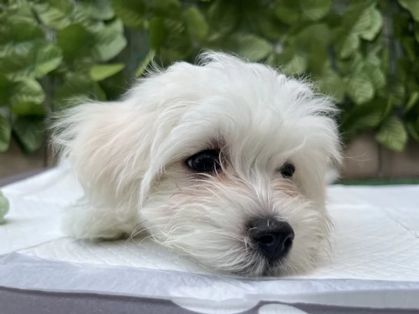 Maltese cucciola di 3 mesi – Provincia di Como | Foto 2