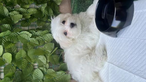 Maltese cucciola di 3 mesi – Provincia di Como | Foto 1