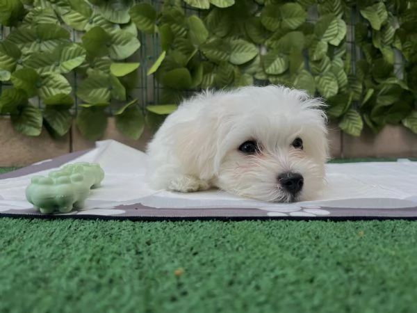 Maltese cucciola di 3 mesi – Provincia di Como | Foto 0