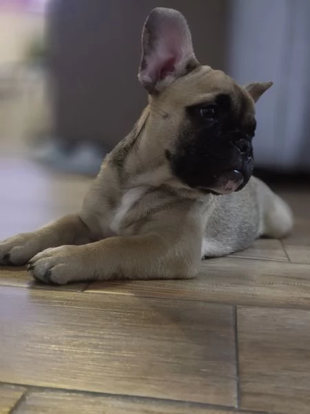 Buldog franceze 