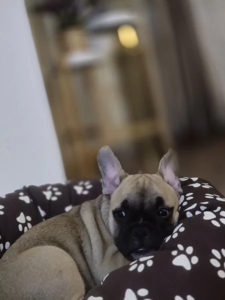 Buldog franceze  | Foto 0