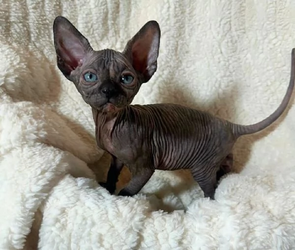 Gattini Sphynx disponibili per l'adozione | Foto 1