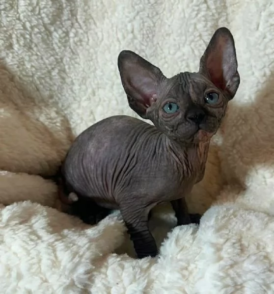 Gattini Sphynx disponibili per l'adozione | Foto 0