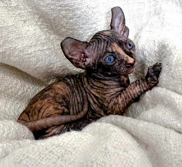 Gattini Sphynx disponibili per l'adozione