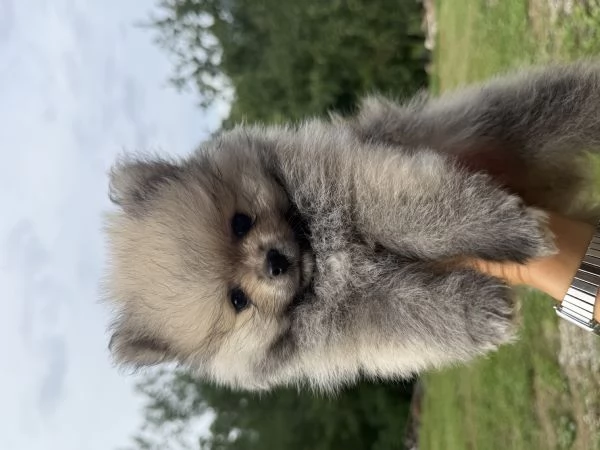 Cuccioli di Pomerania 