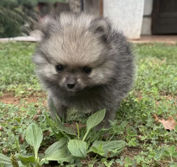 Cuccioli di Pomerania  | Foto 4