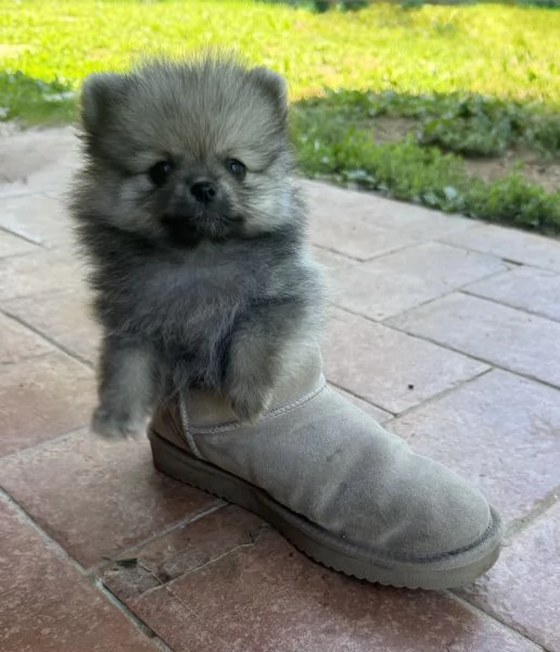 Cuccioli di Pomerania  | Foto 3