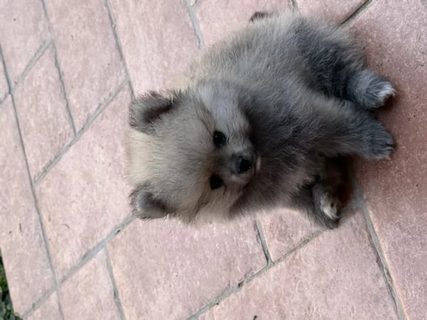 Cuccioli di Pomerania  | Foto 2
