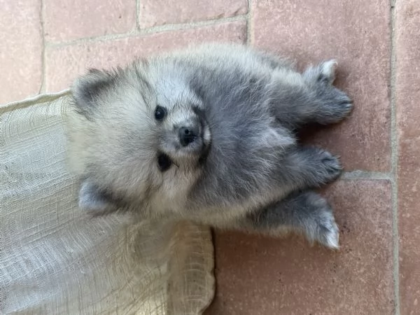 Cuccioli di Pomerania  | Foto 1