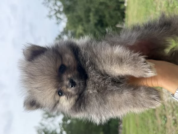 Cuccioli di Pomerania  | Foto 0