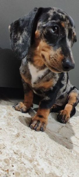 piccoli di bassotto