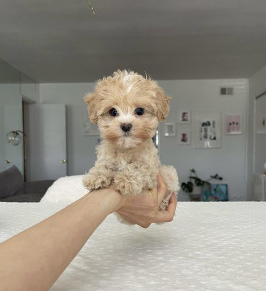 Annunci di Animali CUCCIOLI Cani e Gatti in REGALO