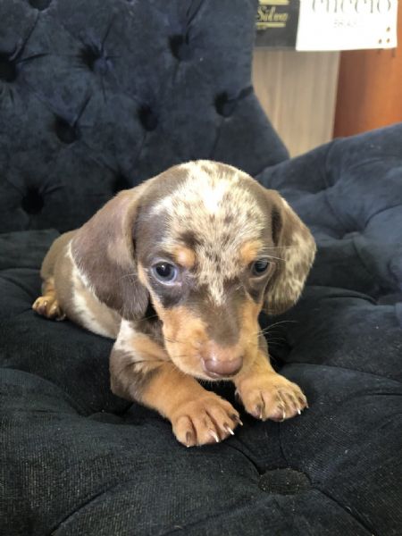 piccoli di bassotto