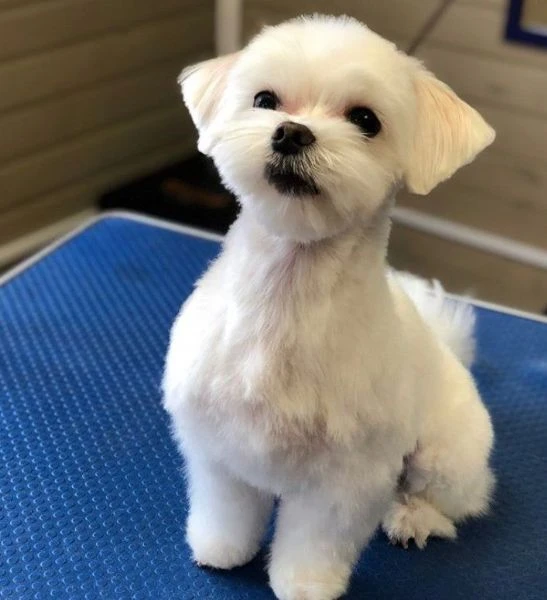 maltese