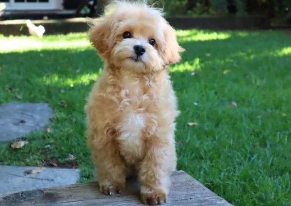 maltipoo cuccioli