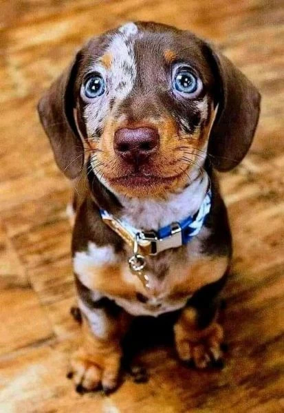 bassotti cuccioli