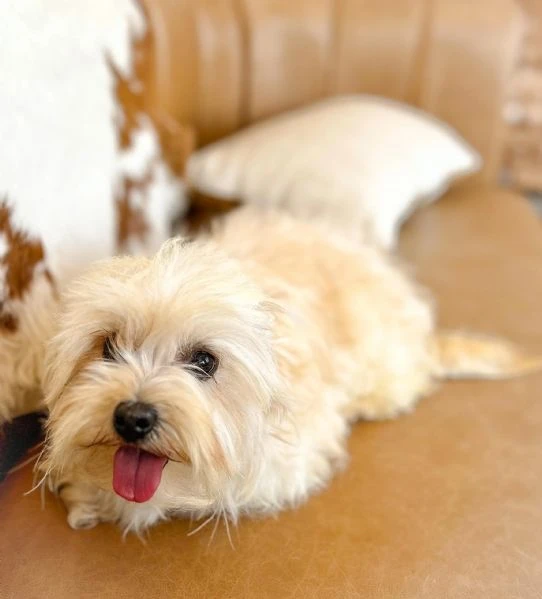 piccoli di maltipoo