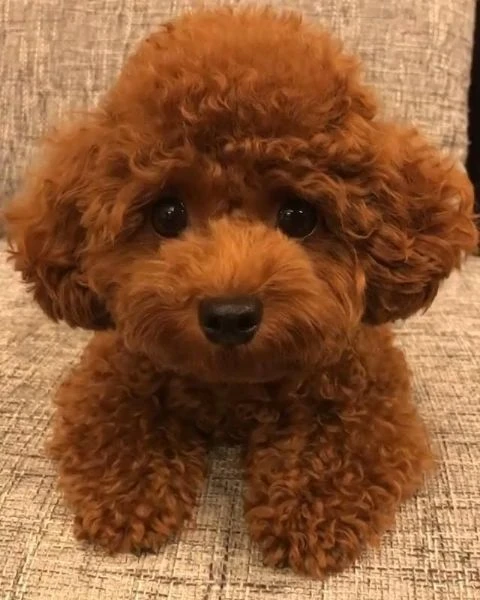 barboncino toy