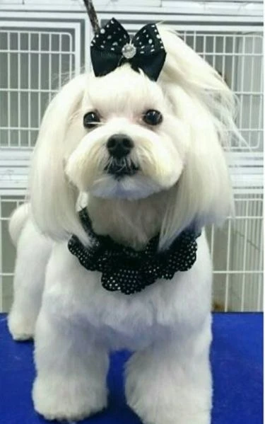 maltese toy