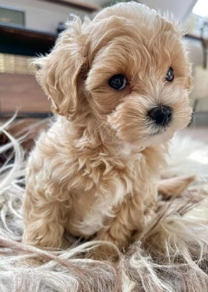 maltipoo toy