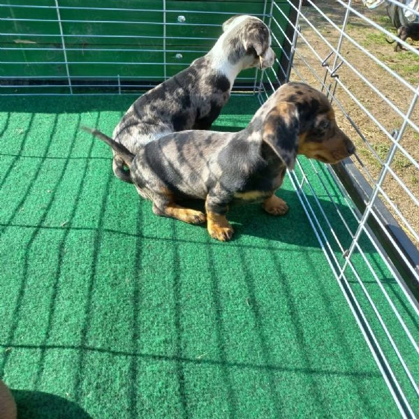 bassotti cuccioli