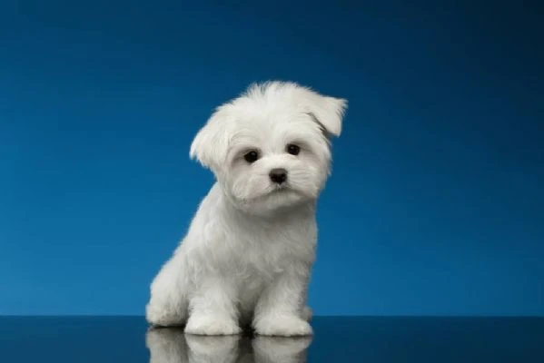 maltese cuccioli