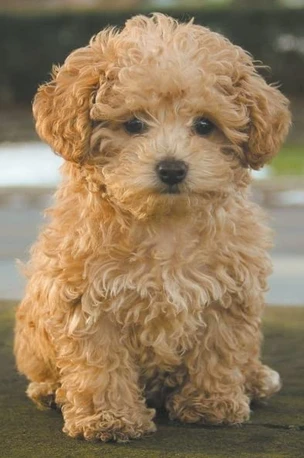 maltipoo cuccioli