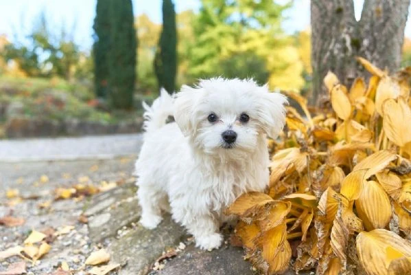 maltese toy