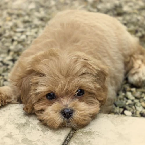 maltipoo toy