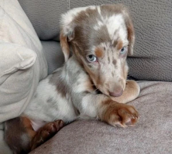 bassotti cuccioli