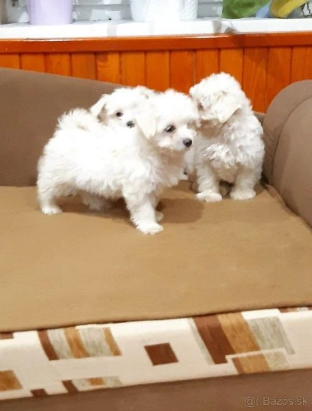 maltese cuccioli