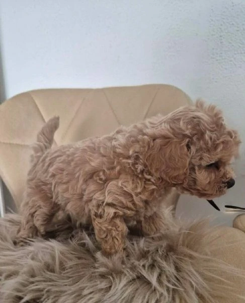 maltipoo cuccioli
