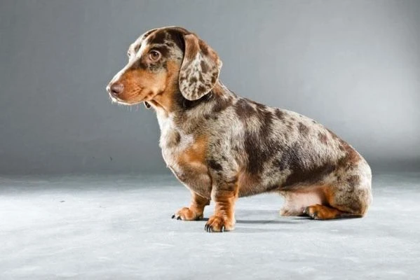 piccoli di bassotto