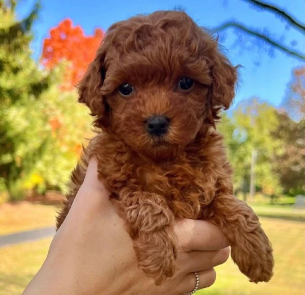 piccoli di barboncino