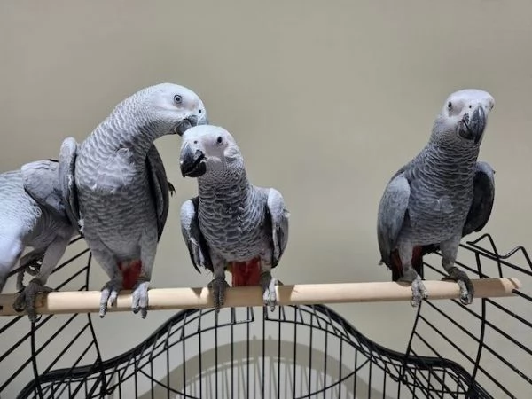 Splendidi pappagalli Cenerini
