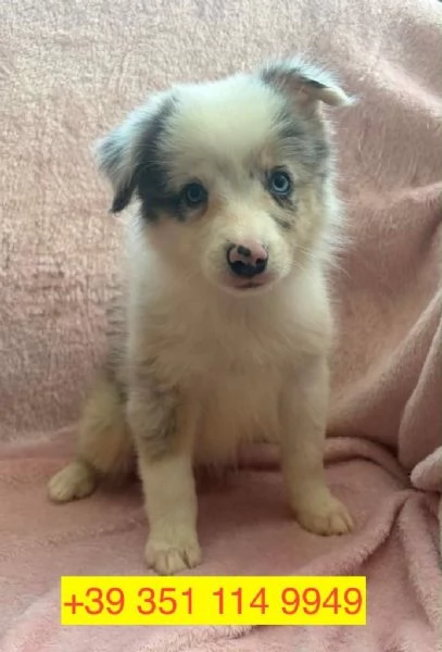 Regalo cuccioli di  Border Collie maschio e femmina | Foto 0