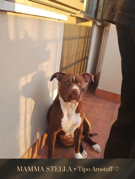 Cuccioli tipo Amstaff Pitbull 