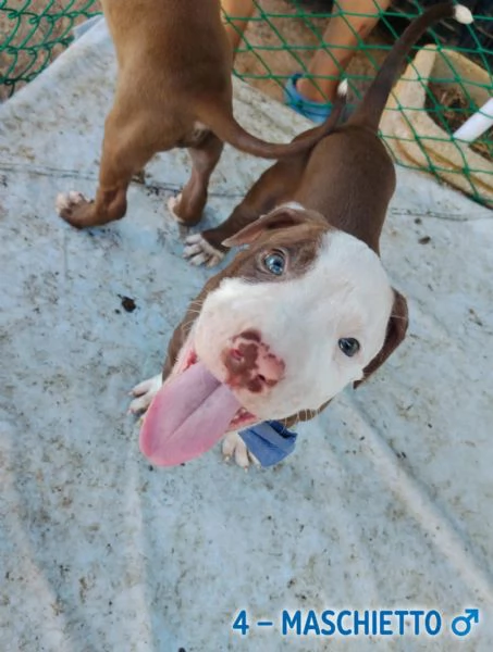 Cuccioli tipo Amstaff Pitbull  | Foto 5
