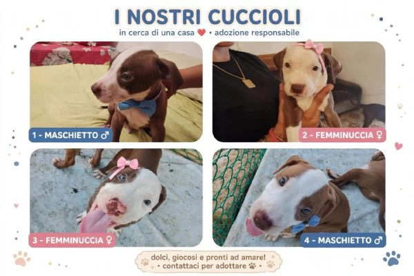 Cuccioli tipo Amstaff Pitbull  | Foto 4