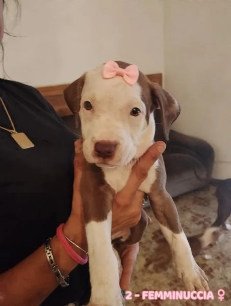 Cuccioli tipo Amstaff Pitbull  | Foto 3