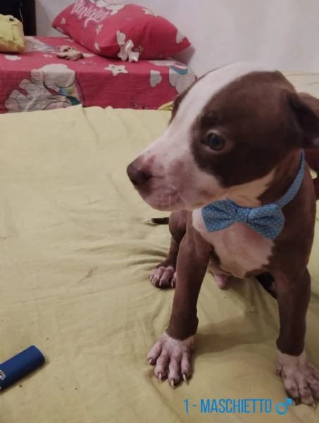 Cuccioli tipo Amstaff Pitbull  | Foto 2