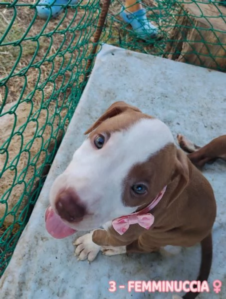 Cuccioli tipo Amstaff Pitbull  | Foto 1