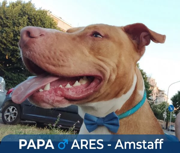 Cuccioli tipo Amstaff Pitbull  | Foto 0