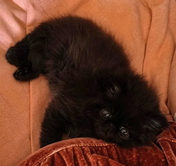 Cuccioli di persiano con pedigree alta genealogia