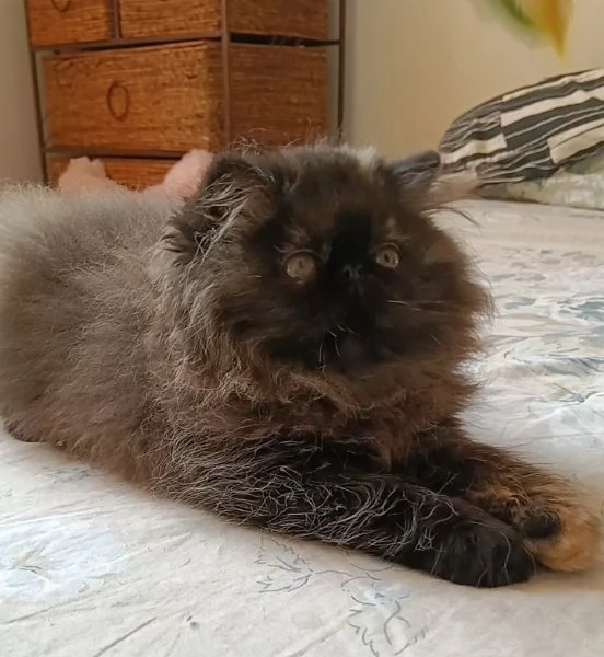Cuccioli di persiano con pedigree alta genealogia | Foto 1