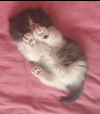 Cuccioli di persiano con pedigree alta genealogia | Foto 0