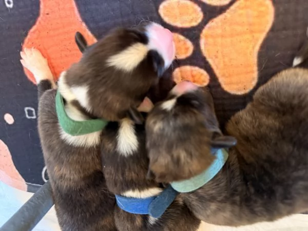 Cuccioli di Corgi Cardigan | Foto 2